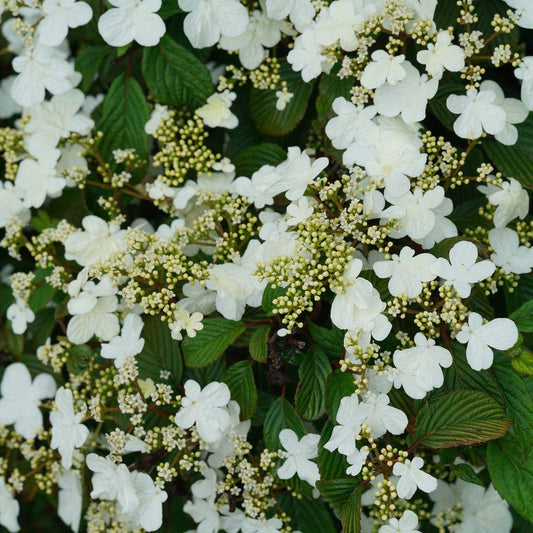 Viburnum Plicatum Var  Tomentosum Steady Eddy - View 1 from www redcrocus com