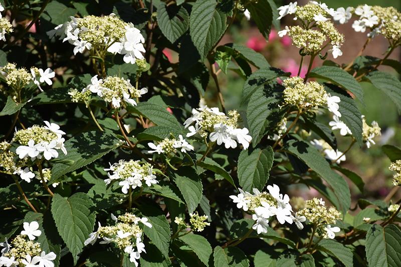 Viburnum Plicatum Var  Tomentosum Steady Eddy - View 6 from www redcrocus com