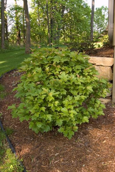 Viburnum Trilobum Compactum Bailey - View 10 from www redcrocus com