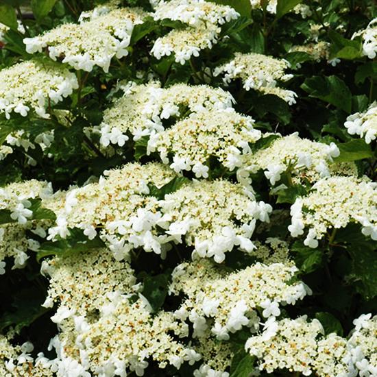 Viburnum Trilobum Compactum Bailey - View 11 from www redcrocus com