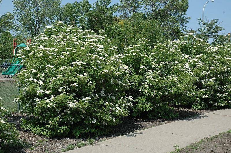 Viburnum Trilobum Compactum Bailey - View 15 from www redcrocus com