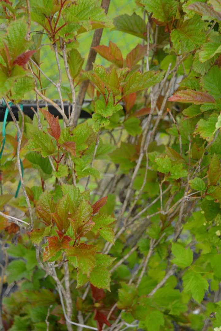 Viburnum Trilobum Compactum Bailey - View 16 from www redcrocus com