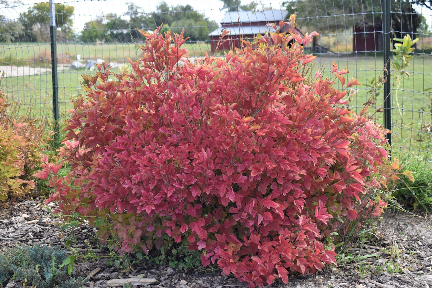 Viburnum Trilobum Compactum Bailey - View 17 from www redcrocus com