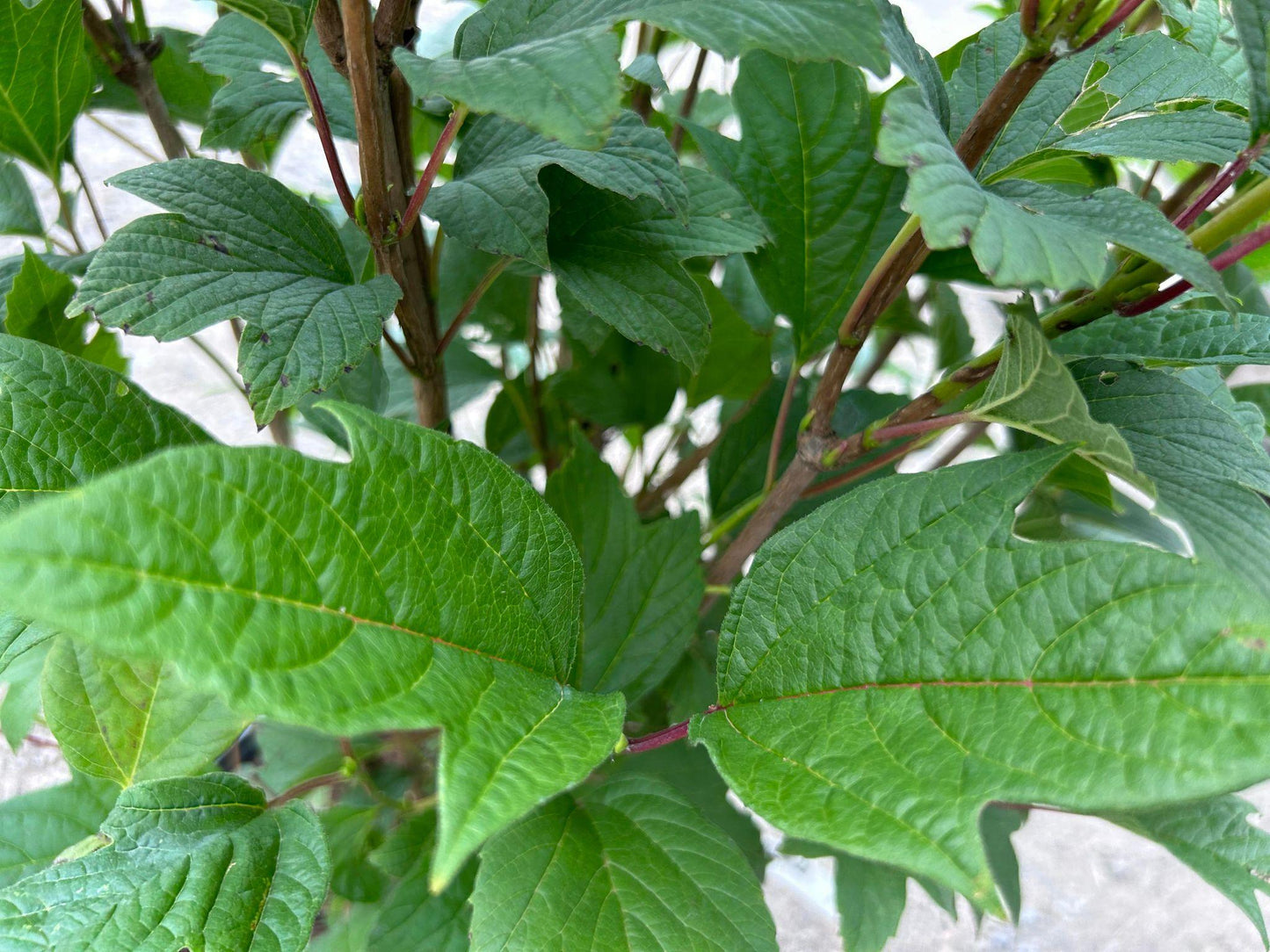 Viburnum Trilobum Compactum Bailey - View 19 from www redcrocus com