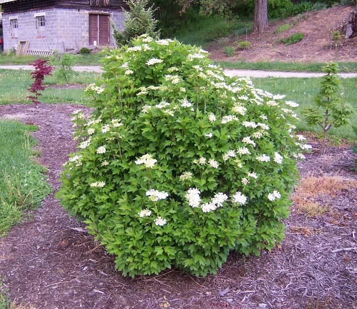 Viburnum Trilobum Compactum Bailey - View 1 from www redcrocus com