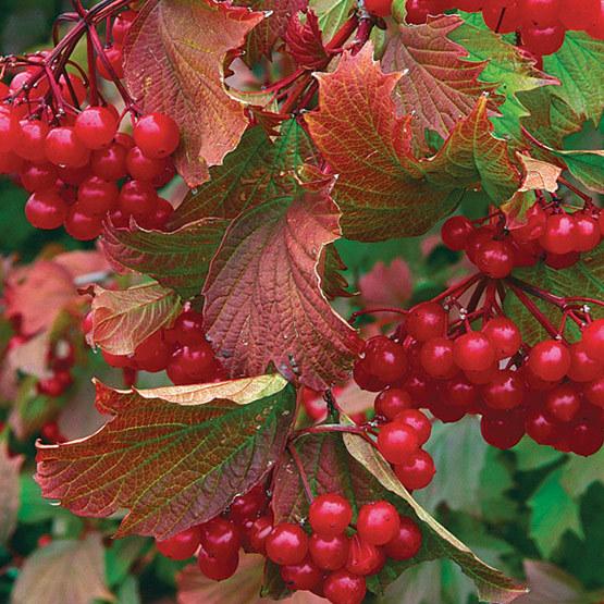 Viburnum Trilobum Compactum Bailey - View 3 from www redcrocus com