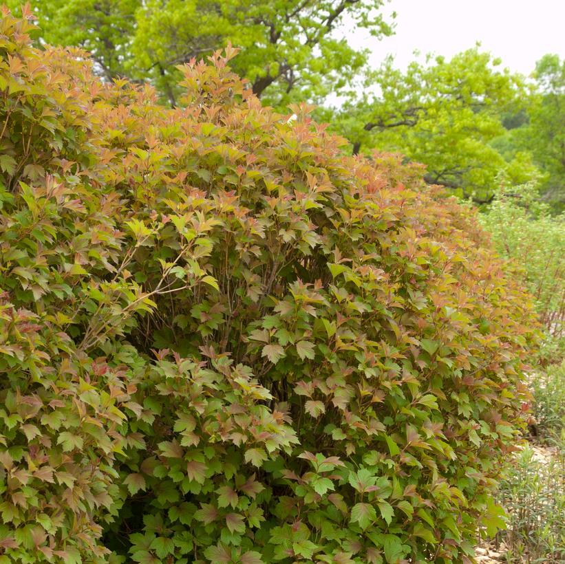 Viburnum Trilobum Compactum Bailey - View 5 from www redcrocus com