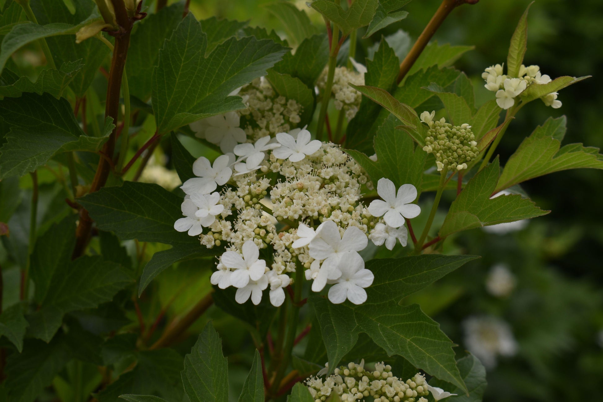 Viburnum Trilobum Compactum Bailey - View 6 from www redcrocus com
