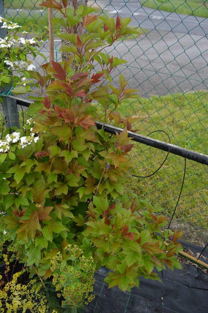Viburnum Trilobum Compactum Bailey - View 7 from www redcrocus com