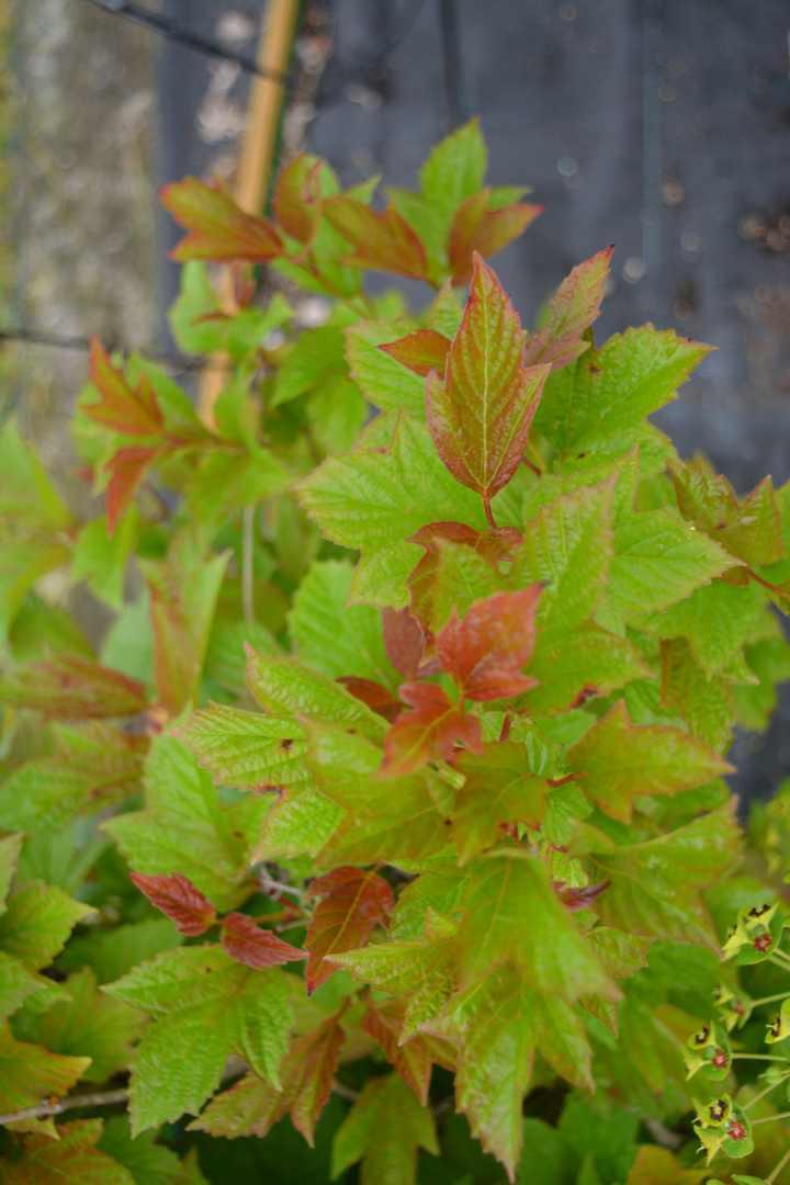 Viburnum Trilobum Compactum Bailey - View 8 from www redcrocus com