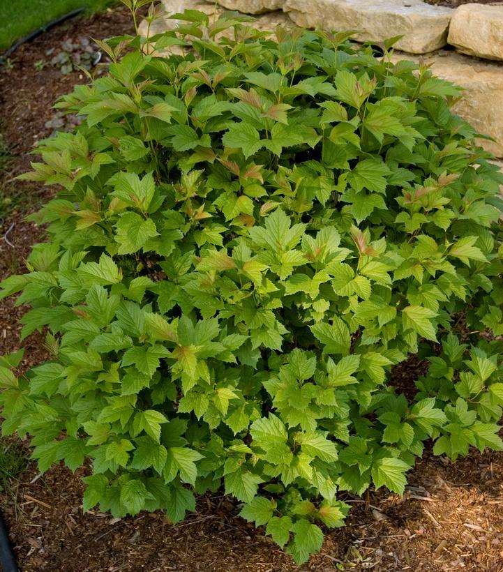 Viburnum Trilobum Compactum Bailey - View 9 from www redcrocus com