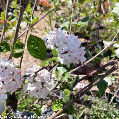 Viburnum Carlesii Sugar N Spice - View 10 from www redcrocus com