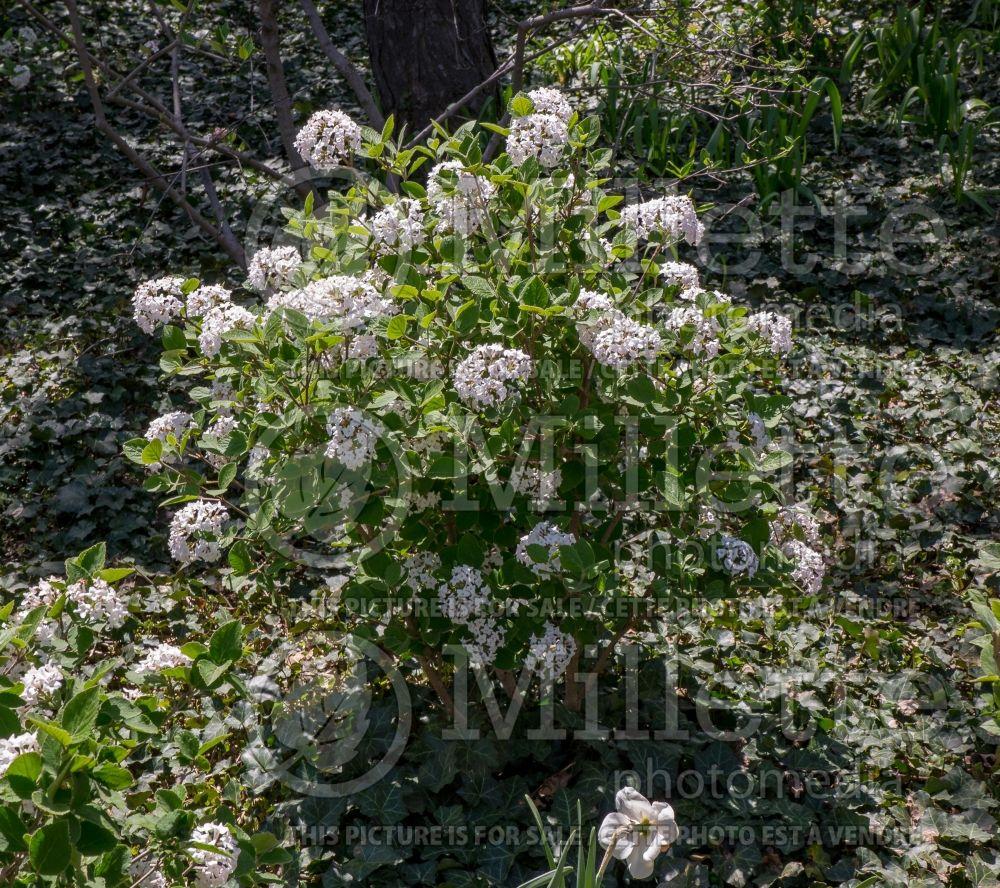 Viburnum Carlesii Sugar N Spice - View 17 from www redcrocus com