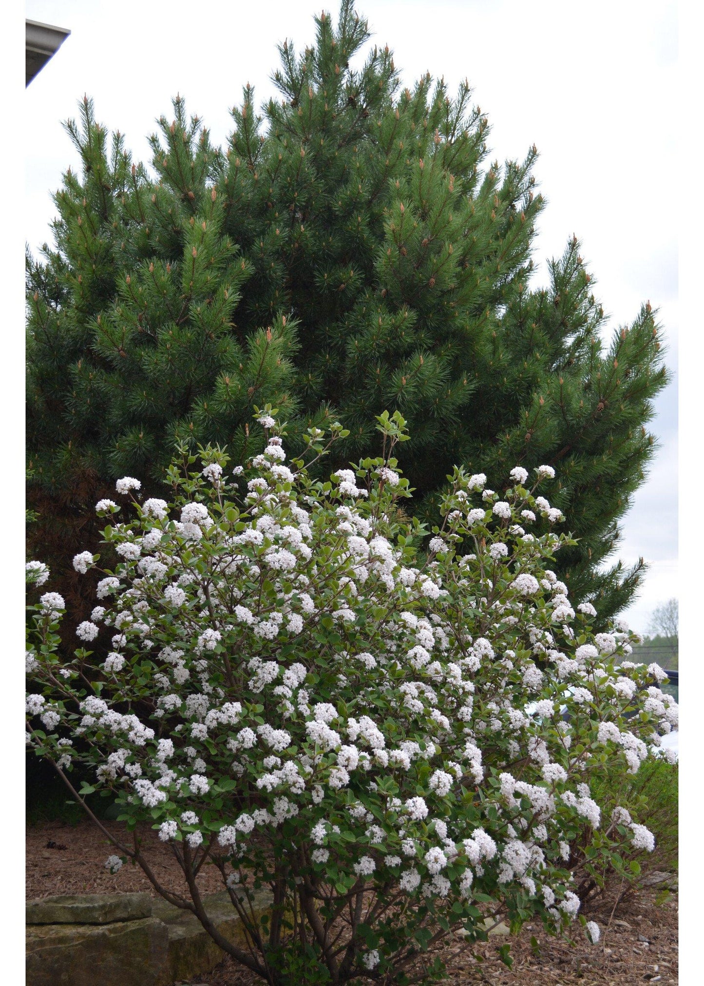 Viburnum Carlesii Sugar N Spice - View 7 from www redcrocus com