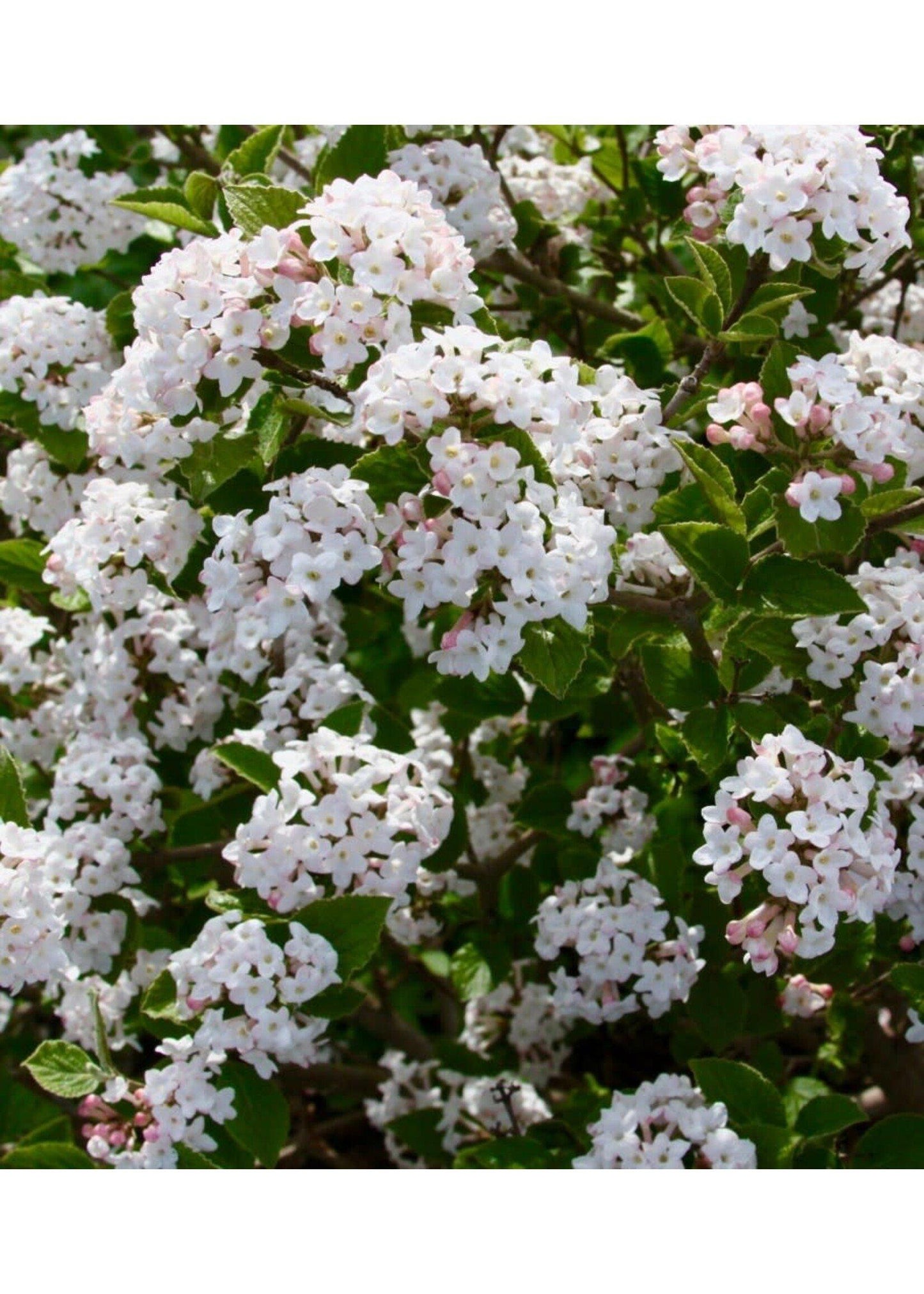 Viburnum Carlesii Sugar N Spice - View 9 from www redcrocus com