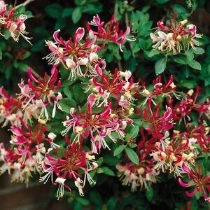 Azalea Atlanticum - View 12 from www redcrocus com