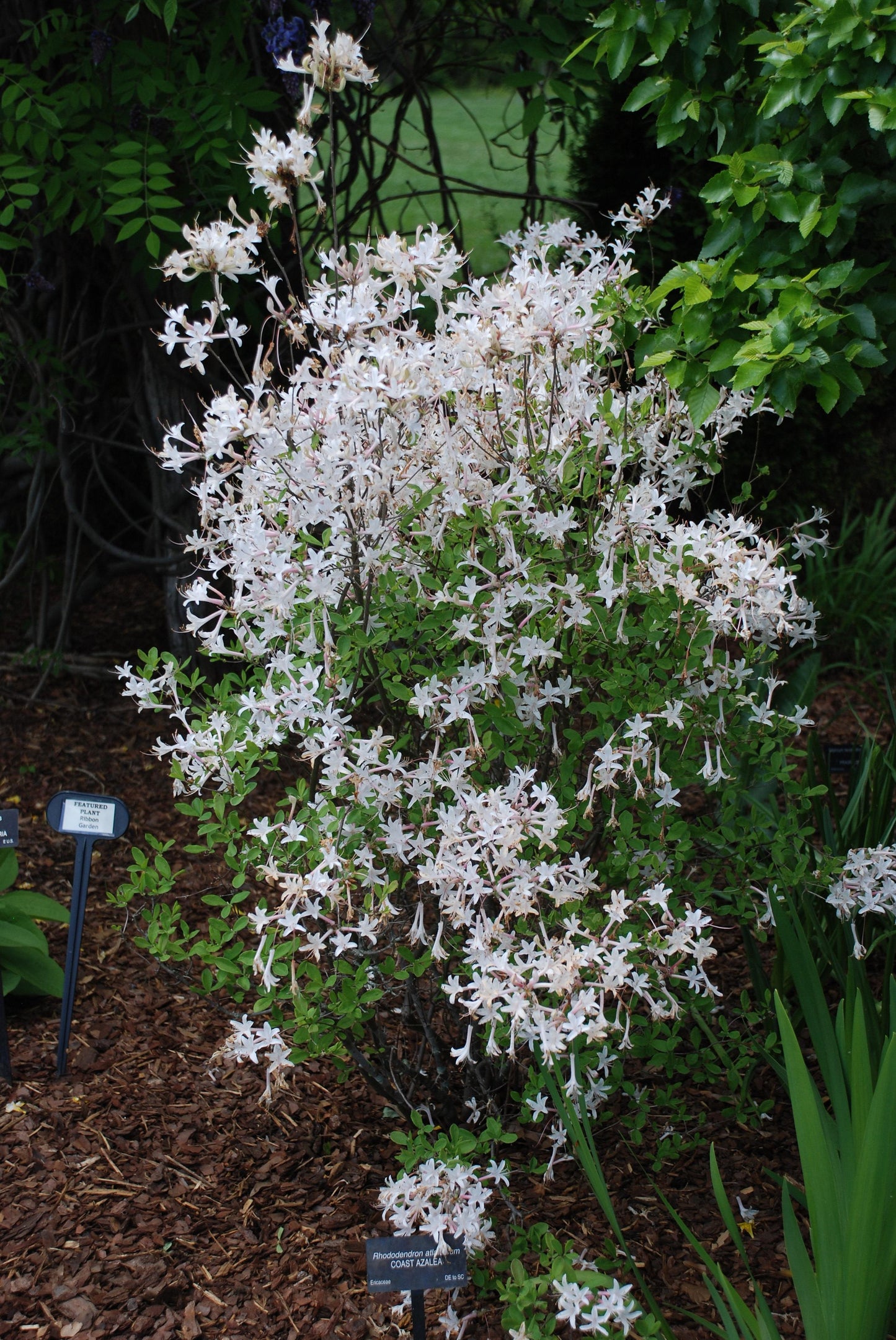 Azalea Atlanticum - View 13 from www redcrocus com
