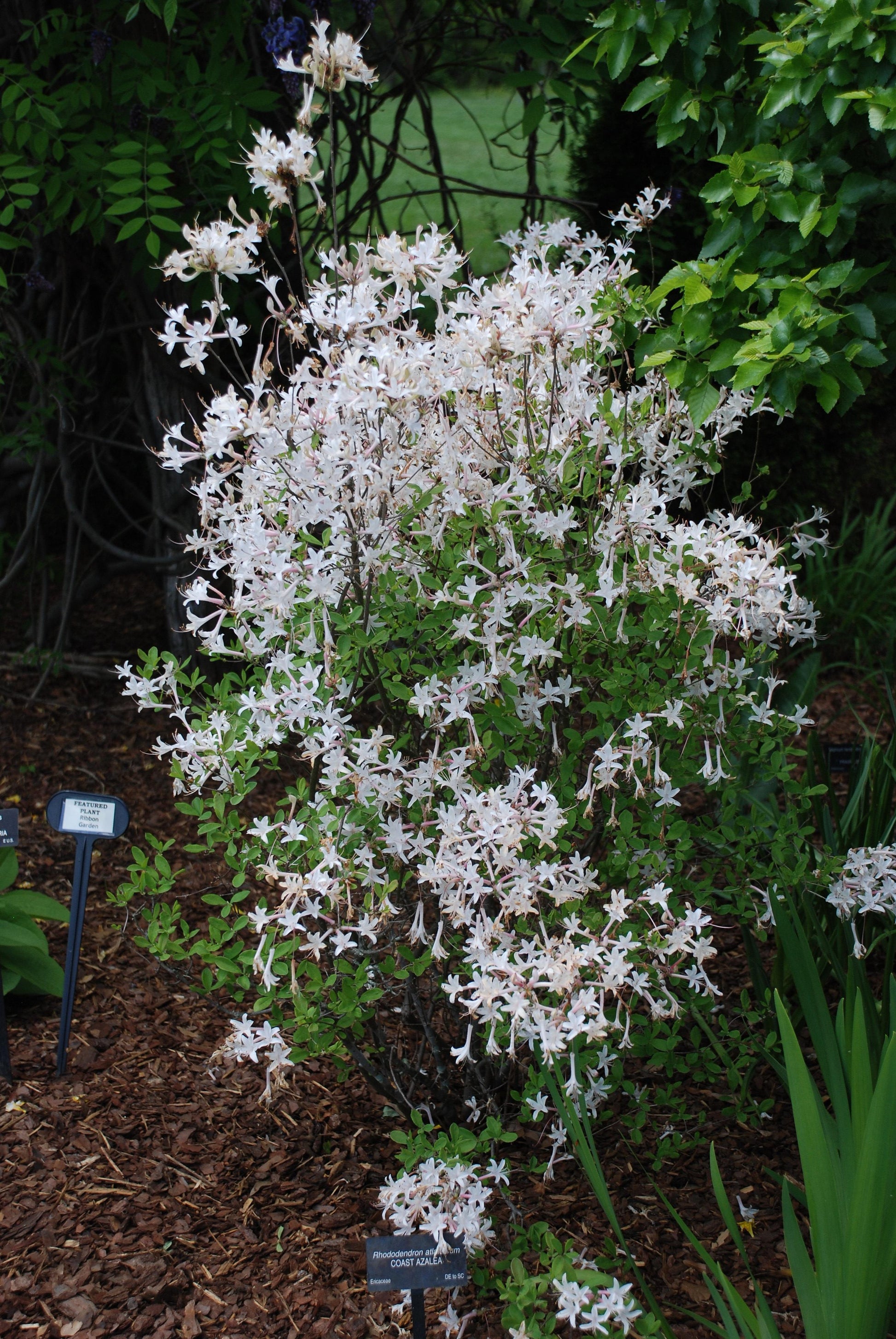 Azalea Atlanticum - View 13 from www redcrocus com