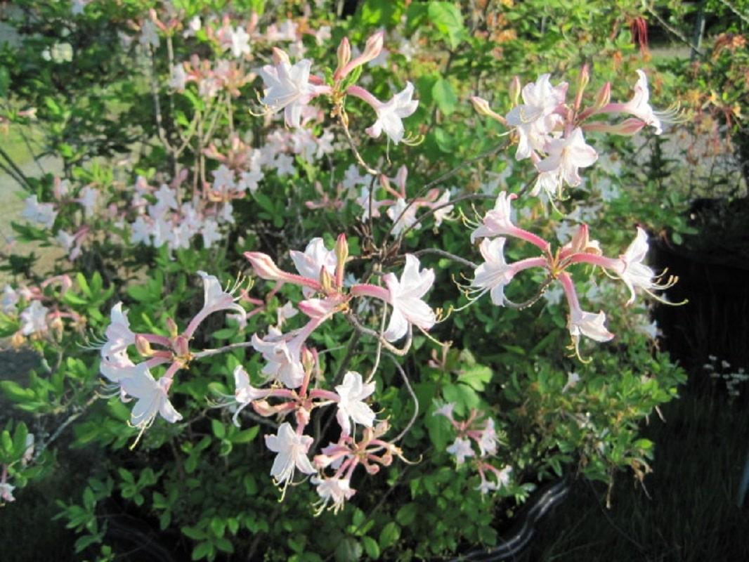 Azalea Atlanticum - View 15 from www redcrocus com