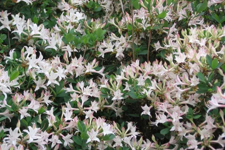 Azalea Atlanticum - View 16 from www redcrocus com