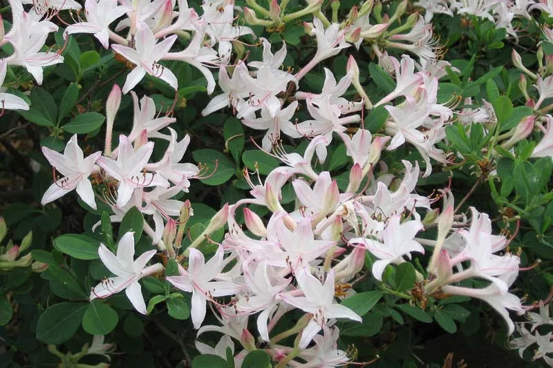Azalea Atlanticum - View 17 from www redcrocus com