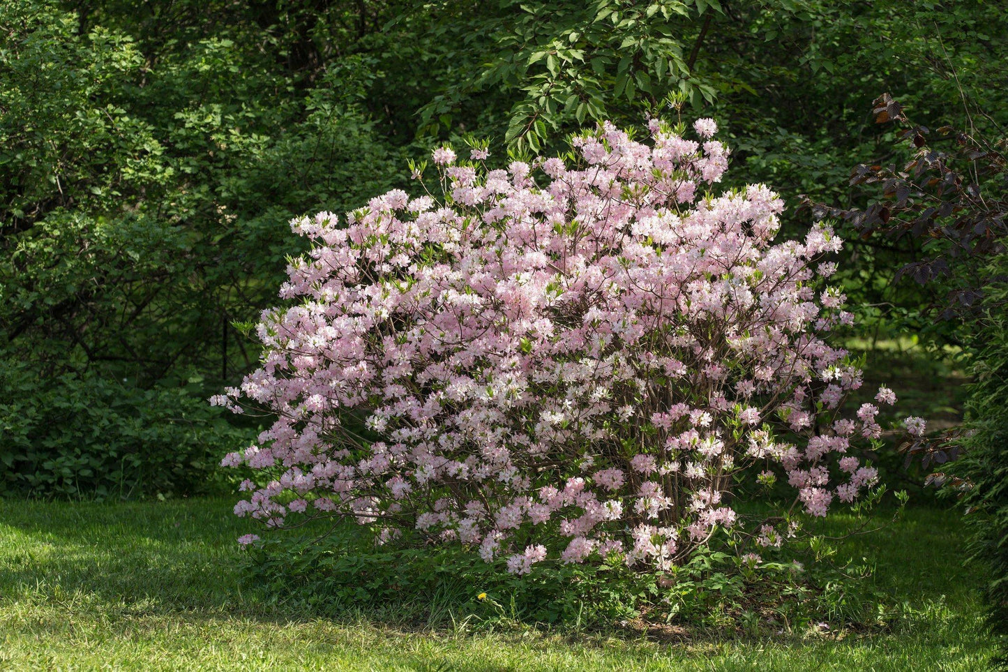 Azalea Atlanticum - View 18 from www redcrocus com