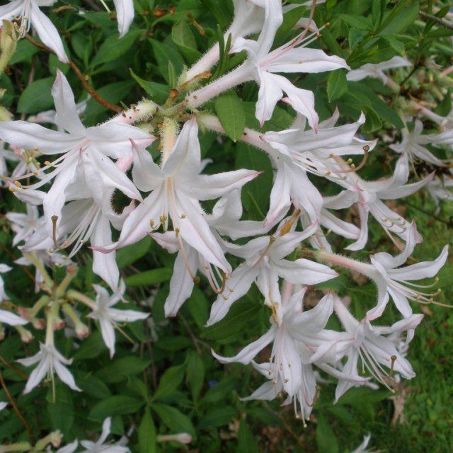 Azalea Atlanticum - View 19 from www redcrocus com