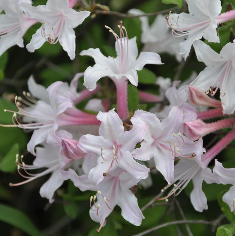 Azalea Atlanticum - View 1 from www redcrocus com