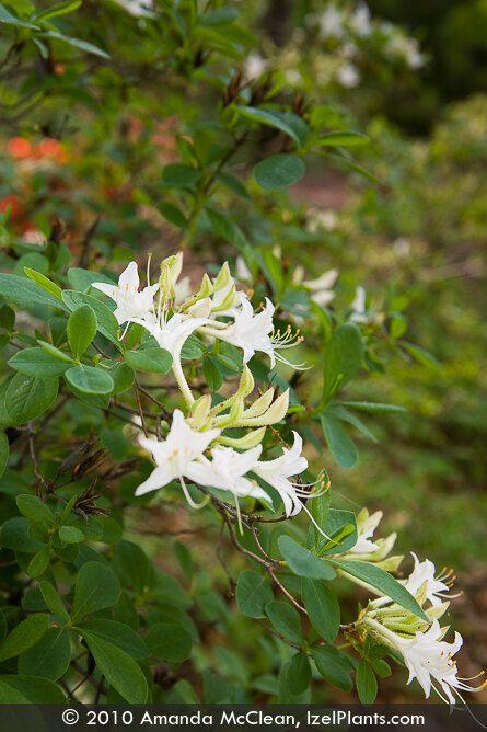 Azalea Atlanticum - View 20 from www redcrocus com