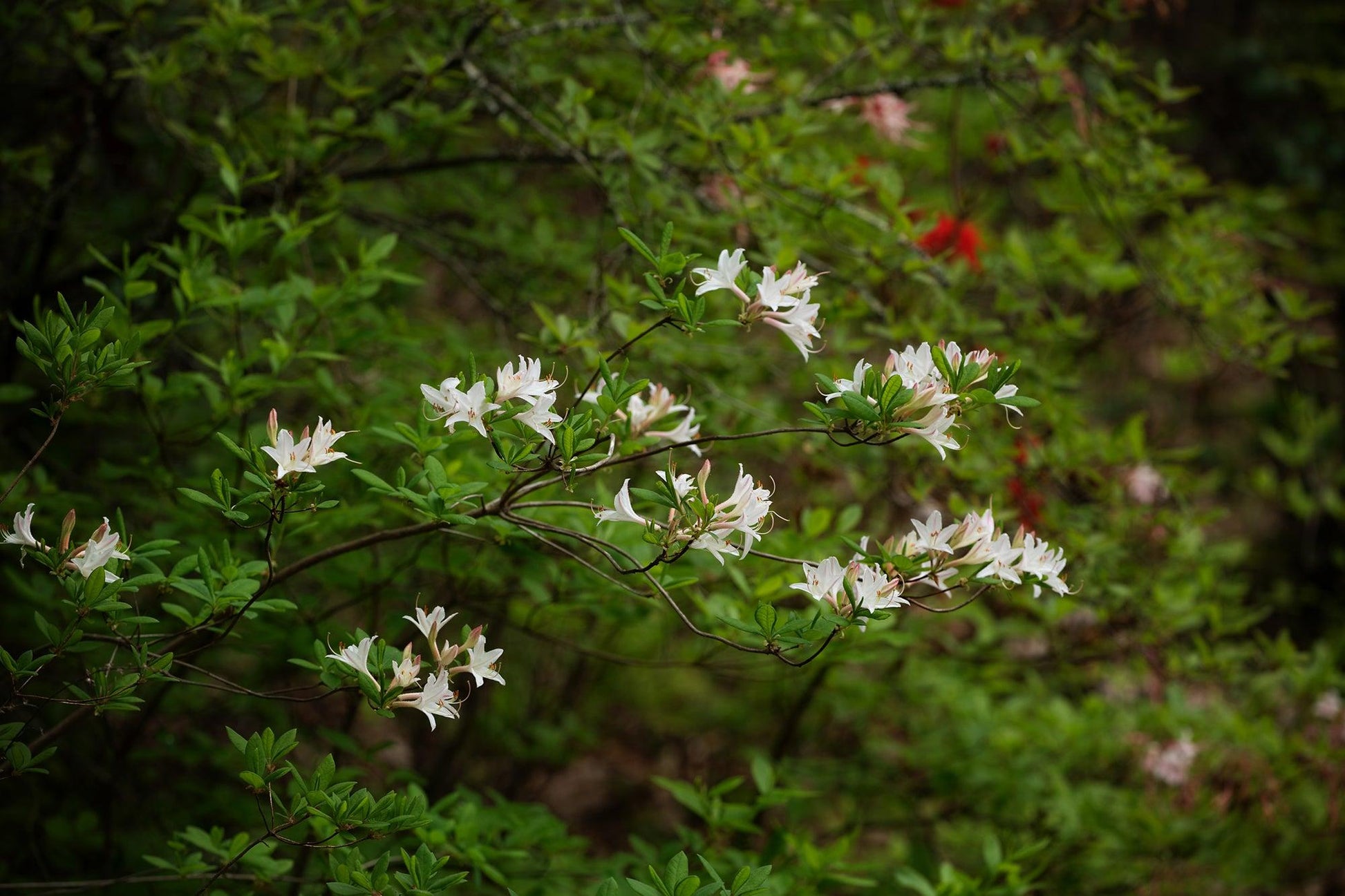 Azalea Atlanticum - View 21 from www redcrocus com