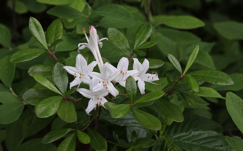 Azalea Atlanticum - View 22 from www redcrocus com