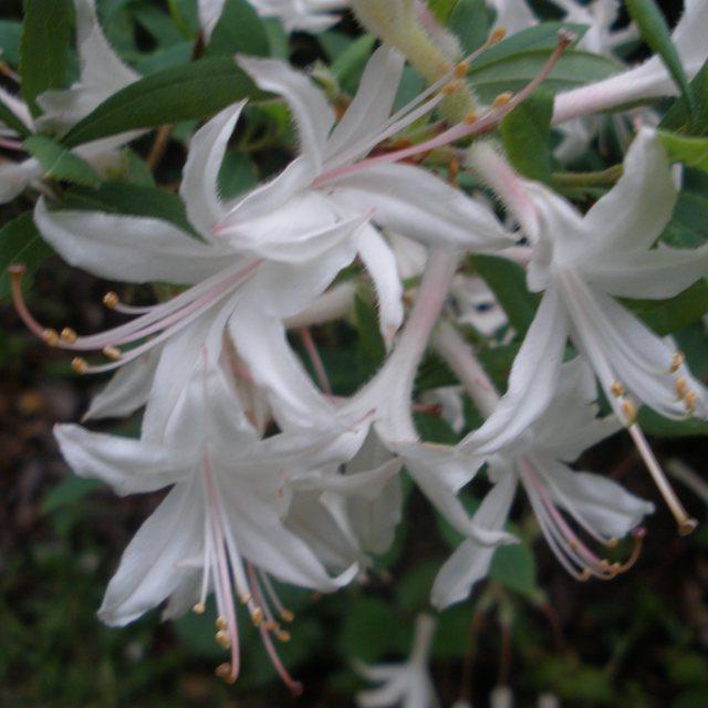 Azalea Atlanticum - View 23 from www redcrocus com