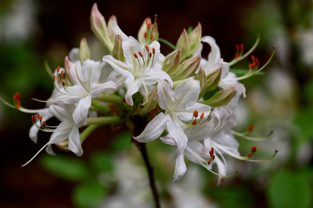 Azalea Atlanticum - View 24 from www redcrocus com