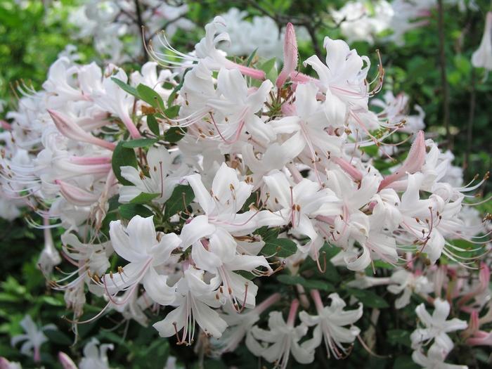Azalea Atlanticum - View 25 from www redcrocus com