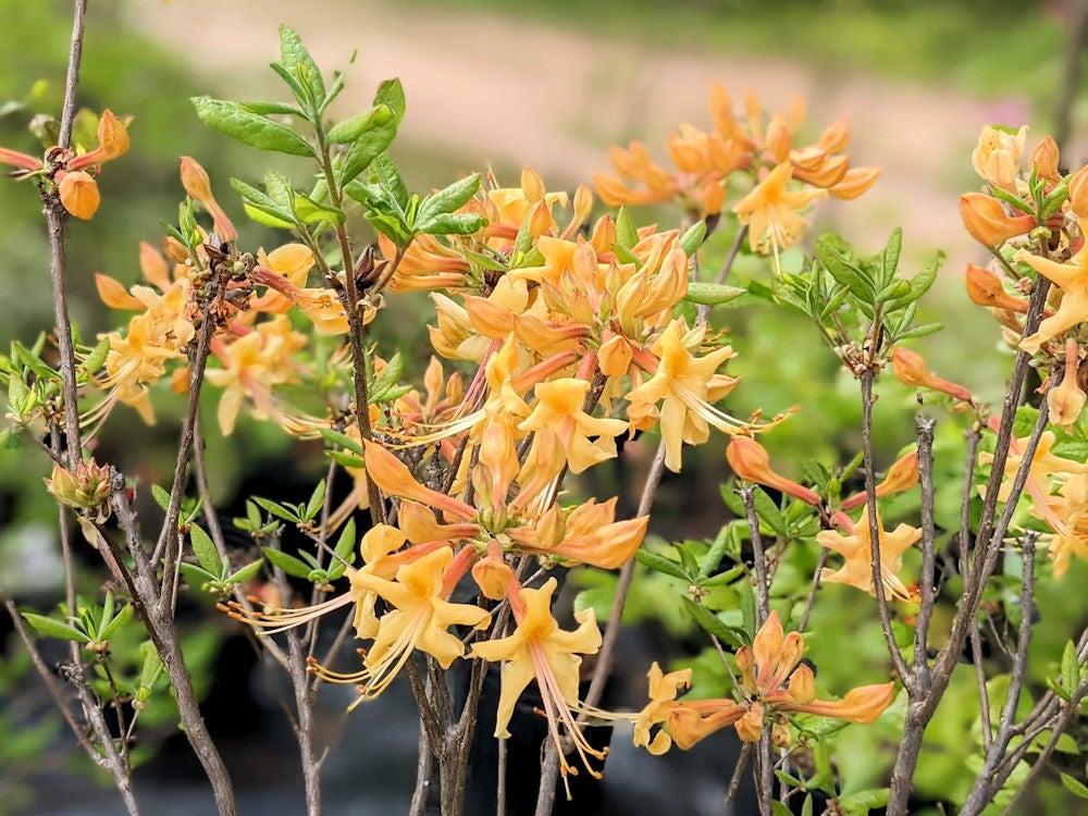 Azalea Atlanticum - View 27 from www redcrocus com