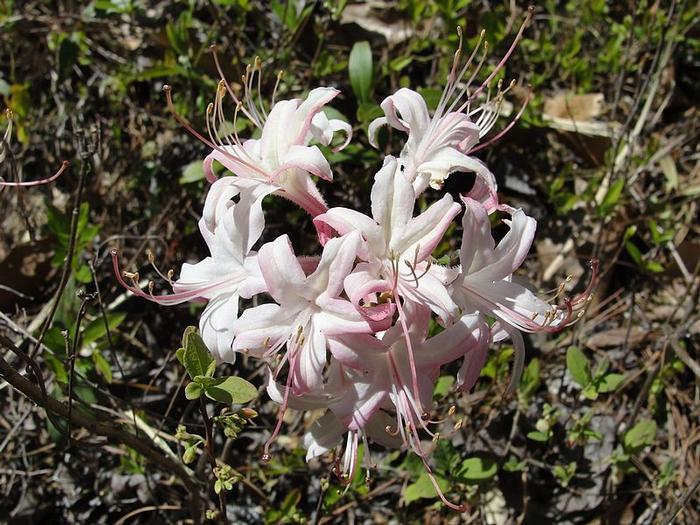 Azalea Atlanticum - View 29 from www redcrocus com