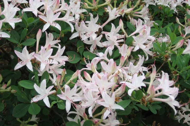 Azalea Atlanticum - View 2 from www redcrocus com