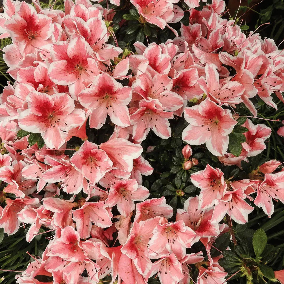 Azalea Atlanticum - View 30 from www redcrocus com