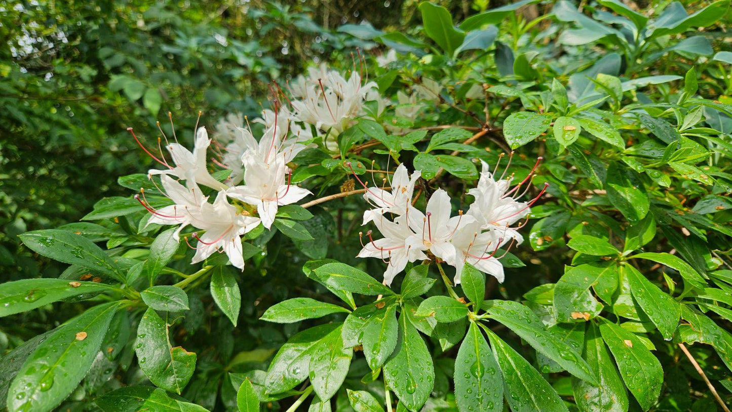Azalea Atlanticum - View 31 from www redcrocus com