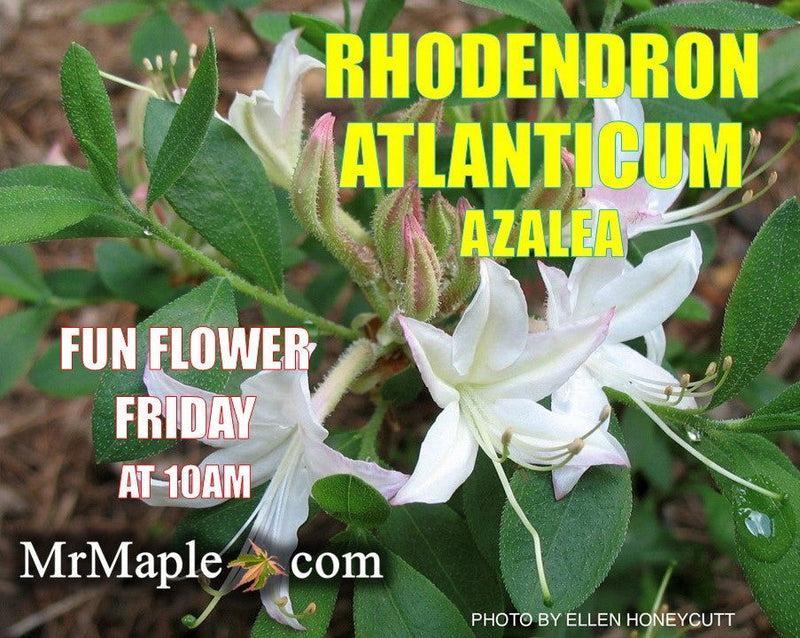 Azalea Atlanticum - View 33 from www redcrocus com