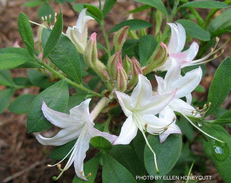 Azalea Atlanticum - View 34 from www redcrocus com