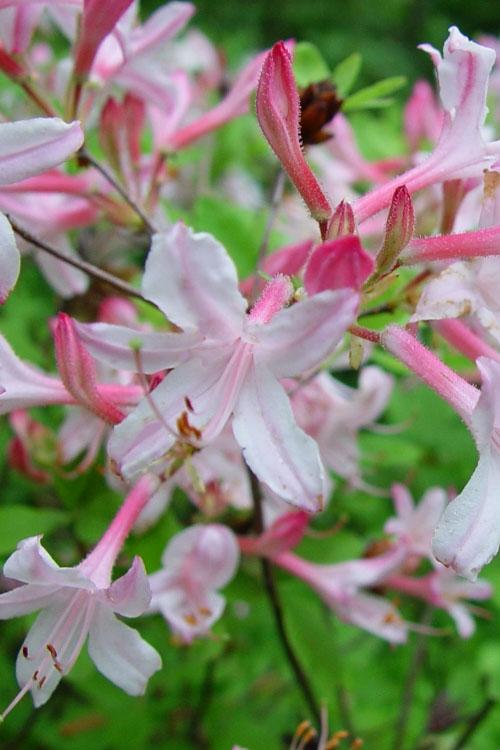 Azalea Atlanticum - View 3 from www redcrocus com