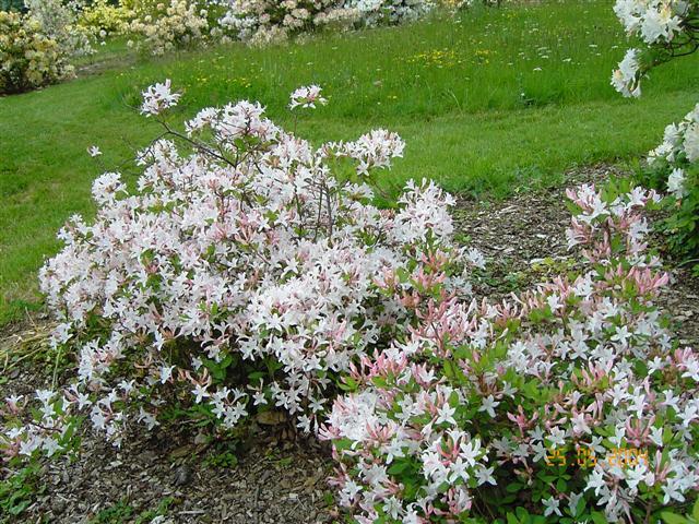 Azalea Atlanticum - View 4 from www redcrocus com