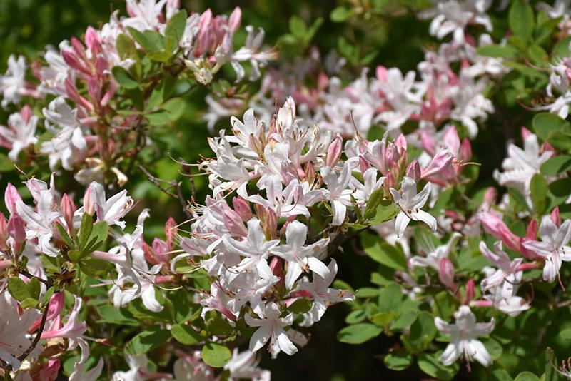 Azalea Atlanticum - View 5 from www redcrocus com