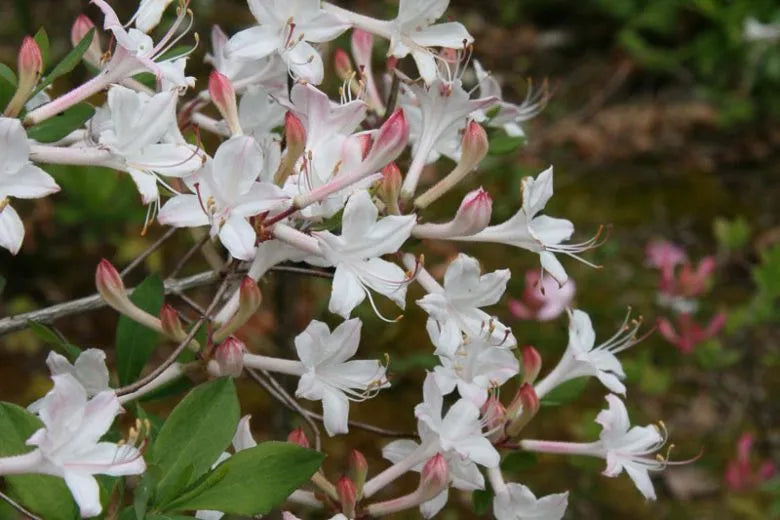Azalea Atlanticum - View 6 from www redcrocus com