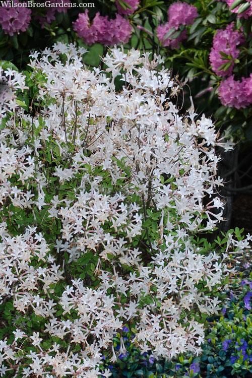 Azalea Atlanticum - View 7 from www redcrocus com