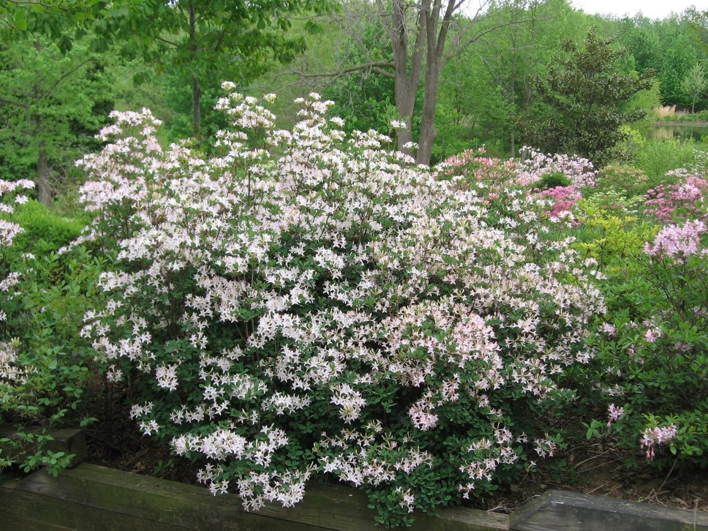 Azalea Atlanticum - View 8 from www redcrocus com