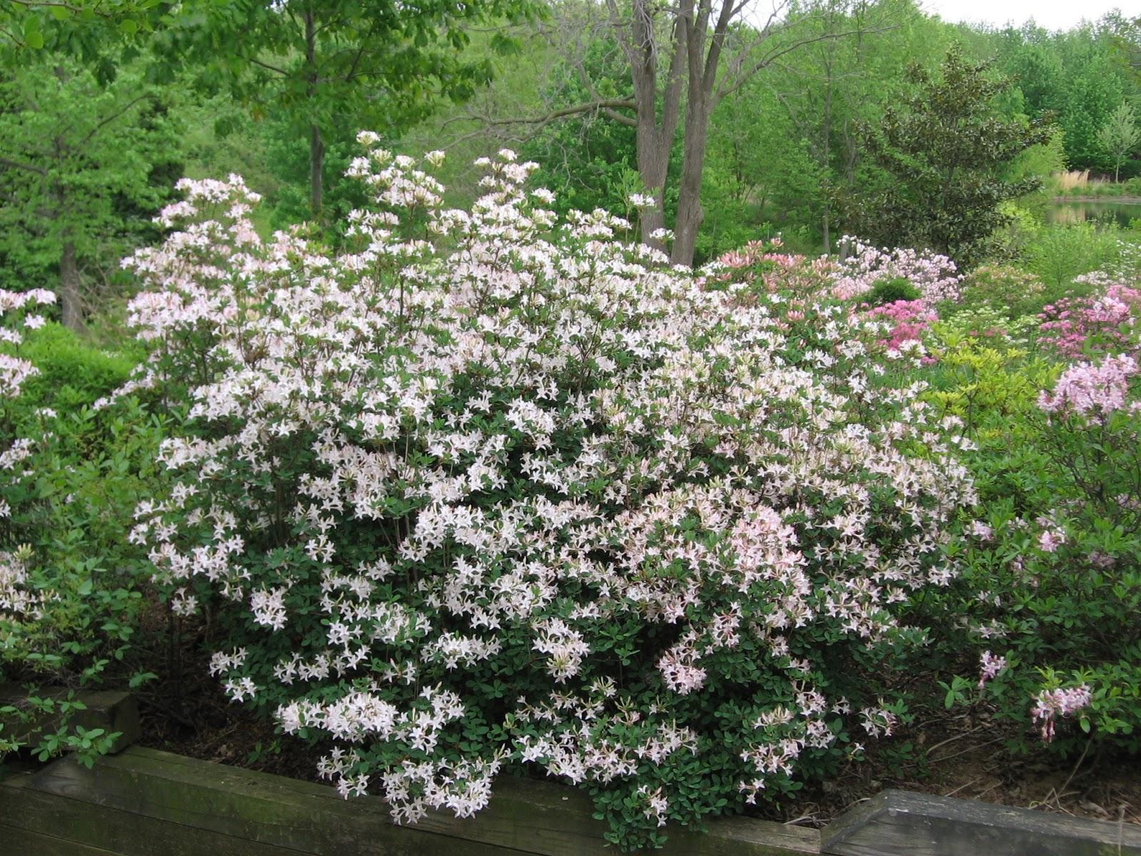 Azalea Atlanticum - View 8 from www redcrocus com