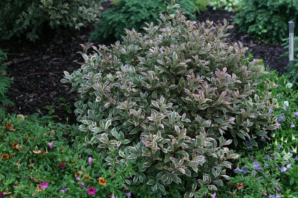 Weigela Florida My Monet - View 12 from www redcrocus com