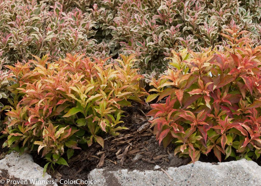 Weigela Florida My Monet - View 13 from www redcrocus com